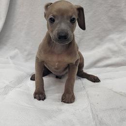 Hari - Fawn male Italian Greyhound puppy in Newalla, Oklahoma from Heartland Iggys