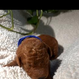 Goldendoodle Puppies from PurdyDoodles