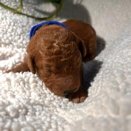 Goldendoodle Puppies from PurdyDoodles