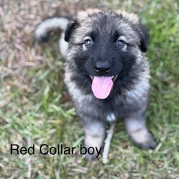 Red Collar Boy - Sable male German Shepherd puppy in Columbus, Mississippi from Olde Wolfe German Shepherds
