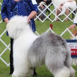 Old English Sheepdog All Grown Up from Redings Retreat