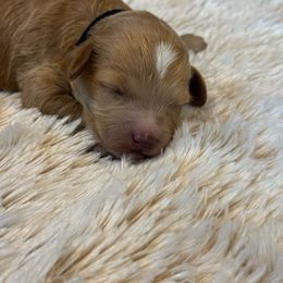 Donny - Cream male Havapoo puppy in Olympia, Washington from Che Bella Amore Lagotti