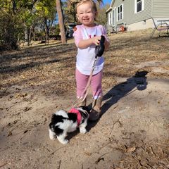 Shichon and Shih Tzu Puppies from Teddy Bear (Shichon) Puppies