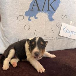 Collie Puppies from A/K Rough Collies