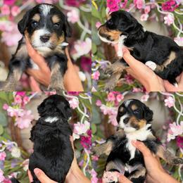 Princess Jasmin - Tri-color female Bernedoodle puppy in Yuciapa, California from AlltheDoodlez_