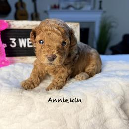 Anniekin - Red  female Poodle puppy in Florida from Adorable Toy-Miniature Poodles