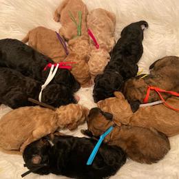 Aussiedoodles, Bernedoodles, and Poodles from Oodles of doodle of Michigan