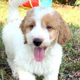 Snickers - Parti male Goldendoodle puppy in Pensacola, Florida from Goldendoodles Love You in Pensacola Friend Edition