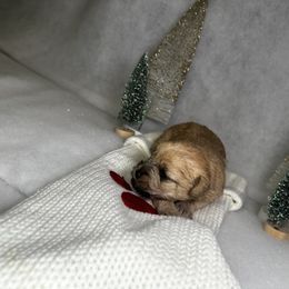 Poodle and Schnoodle Puppies from Bred by Brennen
