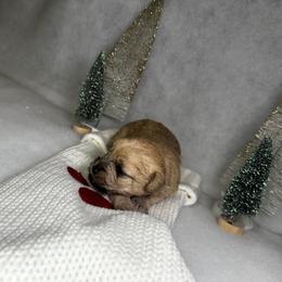 Poodle and Schnoodle Puppies from Bred by Brennen