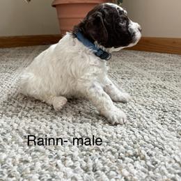 Rainn - Brown male Lagotto Romagnolo puppy in Minster, Ohio from 1880 Lagotto