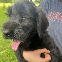 Red collar - Black female Giant Schnauzer puppy in Sedalia, Missouri from Valour's Giants
