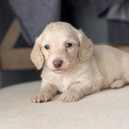 Boy 3 - Cream male Dachshund puppy in Martinsville, Virginia from Ana’s Beautiful Doxies