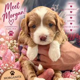 Morgan - morganite - Parti female Assorted Doodle Crosses puppy in Las Vegas, Nevada from Gemstone Gang Doodles