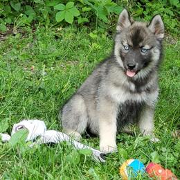 Siberian Husky Puppies from Evereve Kennels