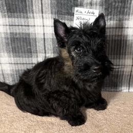 Yellow - Brindle male Scottish Terrier puppy in Morganton, North Carolina from Maylark Scottish Terriers