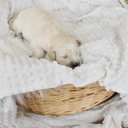 Goldendoodle Puppies from Tuxedo Mountain Doodles