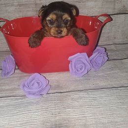 Yorkshire Terrier Puppies from Pawrific Tails