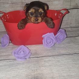 Yorkshire Terrier Puppies from Pawrific Tails