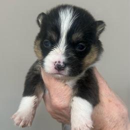 MO-M02 - Black and tan male Pembroke Welsh Corgi puppy in Stockton, Iowa from Infinity Corgis