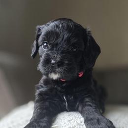 Pink Collar Girl - Black female Cavapoo puppy in Almira, Washington from Cavapoo Cuddles