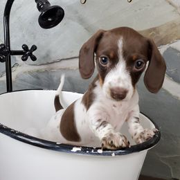 Dachshund Puppies from FleuryDachs