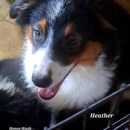 HEATHER - Black tri-color female Australian Shepherd puppy in Elk Creek, Missouri from Hearts on Fire Australian Shepherds