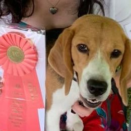 Beagles and Pomeranians from Celtic Rose Kennels