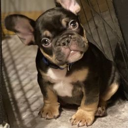 French Bulldog Puppies from Dunromin Farm