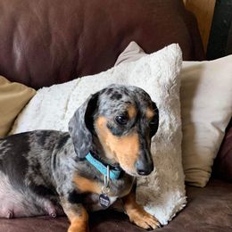Hope - Dachshund