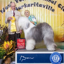 Ragnar - Old English Sheepdog