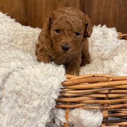 Maltipoo Puppies from Piper N Penny