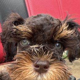 Chocolate kiss - Liver male Miniature Schnauzer puppy in Groesbeck, Texas from Ranch 4M