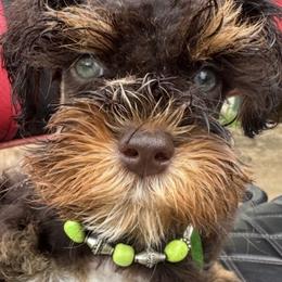 Chocolate kiss - Liver male Miniature Schnauzer puppy in Groesbeck, Texas from Ranch 4M