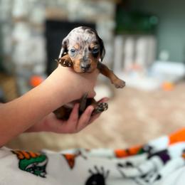 Naomi - Dapple female Dachshund puppy in Powell, Tennessee from Tall & Tiny TN k9s