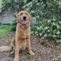 Golden Retriever All Grown Up from Magnolia Farm