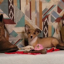 Falene - Sable and white female Shetland Sheepdog puppy in Altha, Florida from Hill Top Shelties