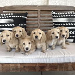 Daisy - Cream female Dachshund puppy in Alpine, California from Christie's Doxies