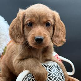 Veridian - Red female Double Doodle puppy in Hayden, Alabama from Agape Southern Farms
