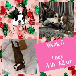Aster - Red female Boston Terrier puppy in Jupiter, Florida from CJM Boston and Boxer Puppies