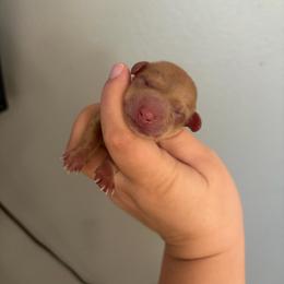 Athena - Dapple female Dachshund puppy in Colorado from T&C Dachshunds