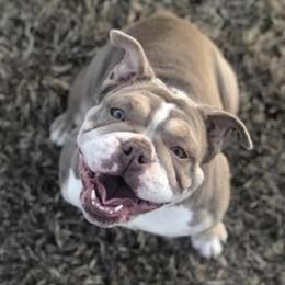 Lily - English Bulldog