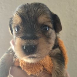 Greg - Black and tan male Yorkipoo puppy in San Diego, California from TheSocialk9