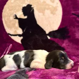 Ocean - Piebald female Dachshund puppy in Nampa, Idaho from 208 Wiener Wiggle Butts LLC