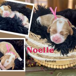 Noelle - Blenheim female Cavalier King Charles Spaniel puppy in El Dorado Springs, Missouri from Cavish's Missouri Cavaliers, Cavapoos, and Miniature Poodles