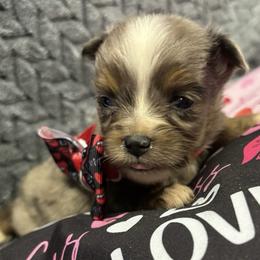 Toy Australian Shepherd puppies from Carlsbad Toy Aussies