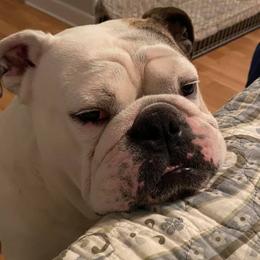 Bulldogs from Furever Bulldogs & Bostons