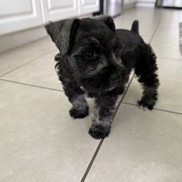 Miniature Schnauzer Puppies from Aria's Miniature Schnauzers