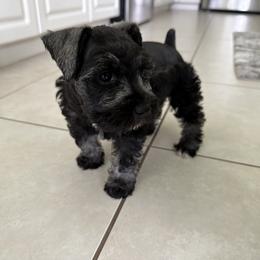 Miniature Schnauzer Puppies from Aria's Miniature Schnauzers
