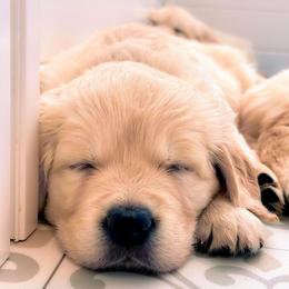 Scottie - Light golden male Golden Retriever puppy in Deer Lodge, Tennessee from SelahGold